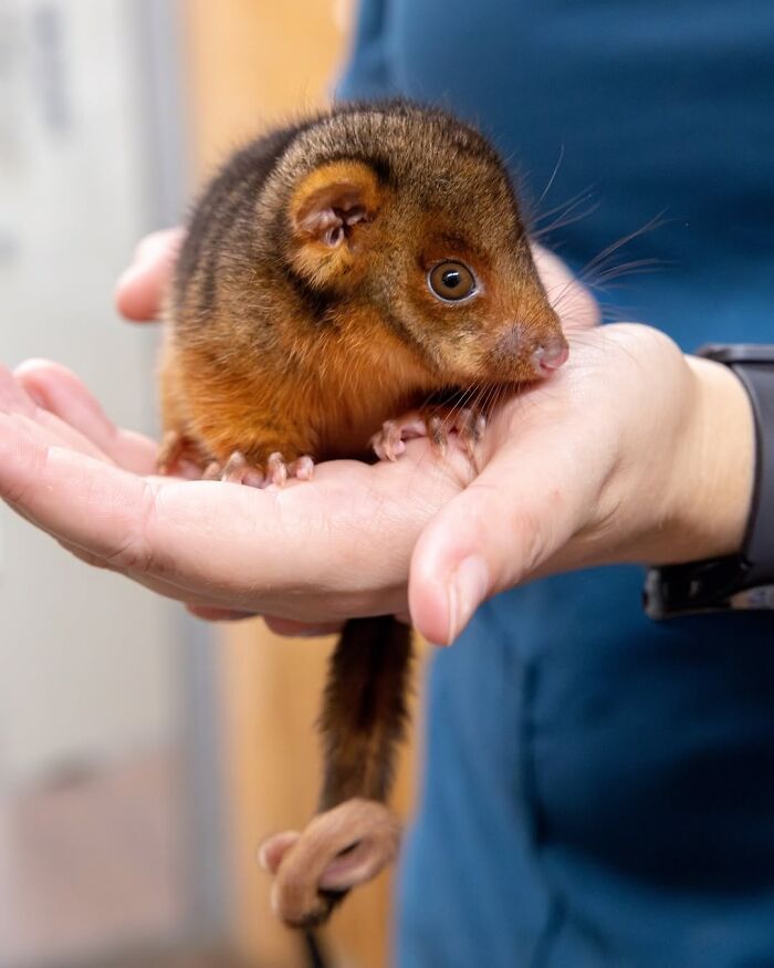 55 Wild Rescue Pics That'll Totally Melt Your Heart