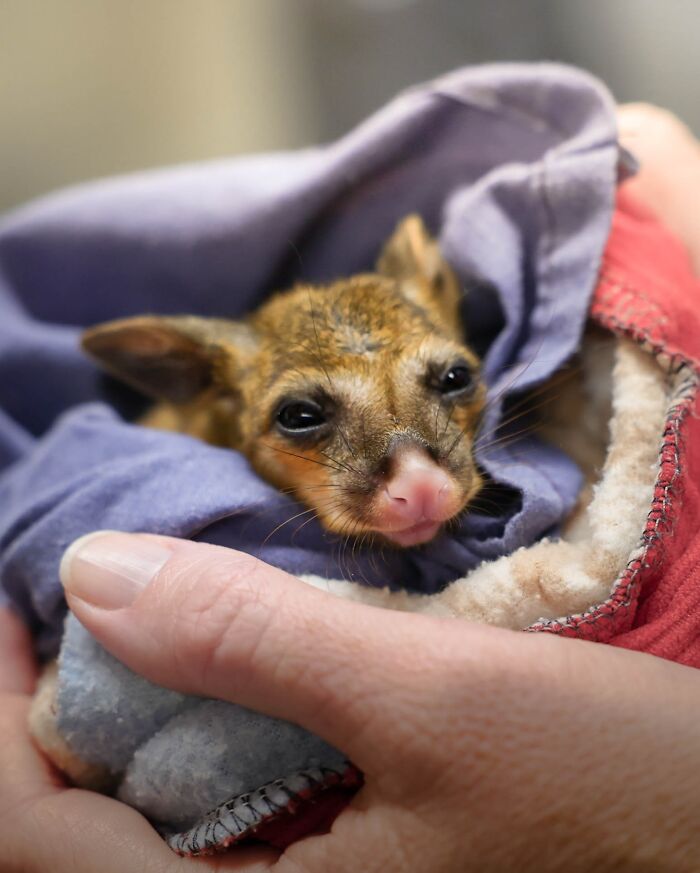 55 Wild Rescue Pics That'll Totally Melt Your Heart