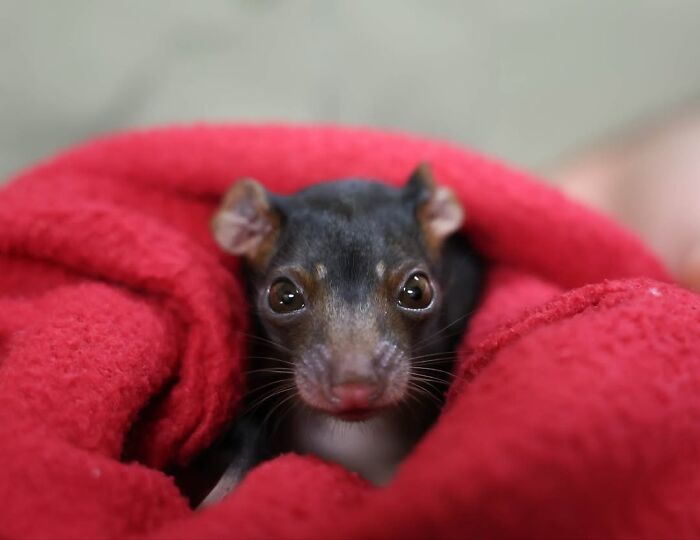 55 Wild Rescue Pics That'll Totally Melt Your Heart