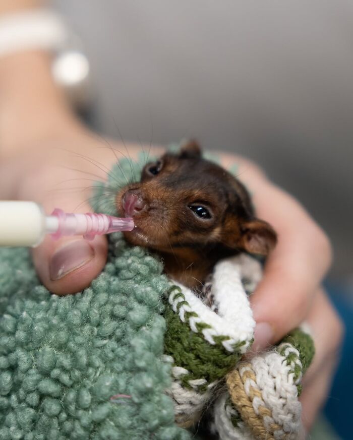 55 Wild Rescue Pics That'll Totally Melt Your Heart