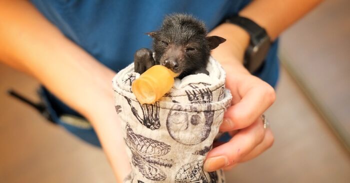 55 Wild Rescue Pics That'll Totally Melt Your Heart