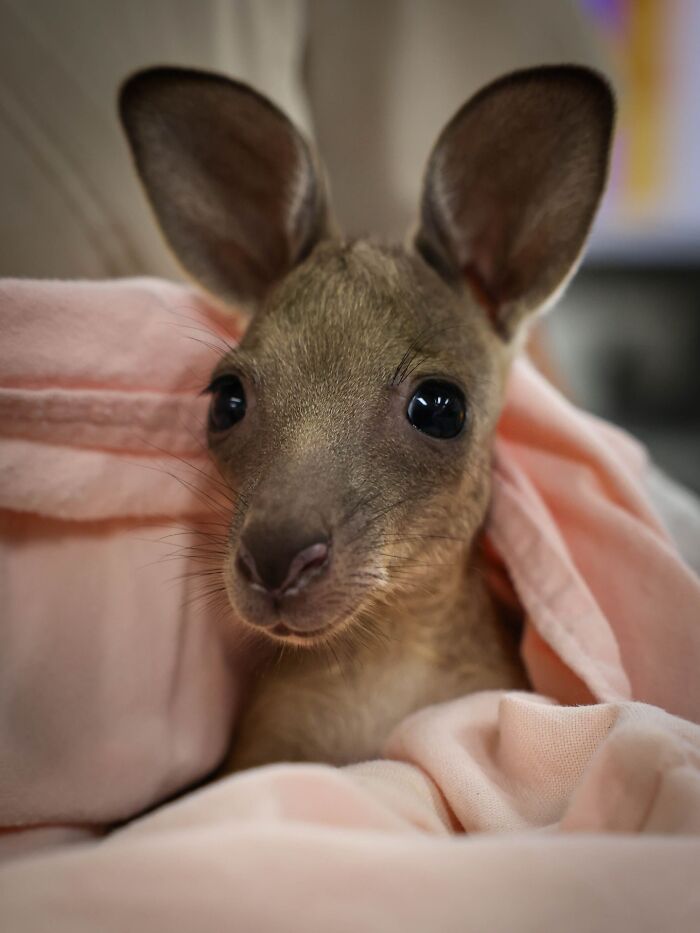 55 Wild Rescue Pics That'll Totally Melt Your Heart