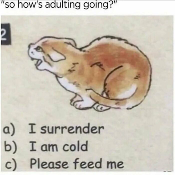 Wait, Existential Memes Are THIS Funny?