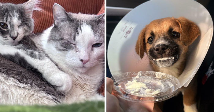 83 Adorable Rescue Pets Who Just Found Their Forever Homes (February Edition)