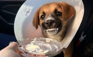 83 Adorable Rescue Pets Who Just Found Their Forever Homes (February Edition)