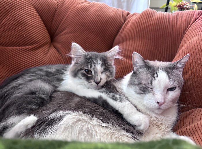 Ernie’s One-Eyed Charm Meets Goose’s Buddy Energy