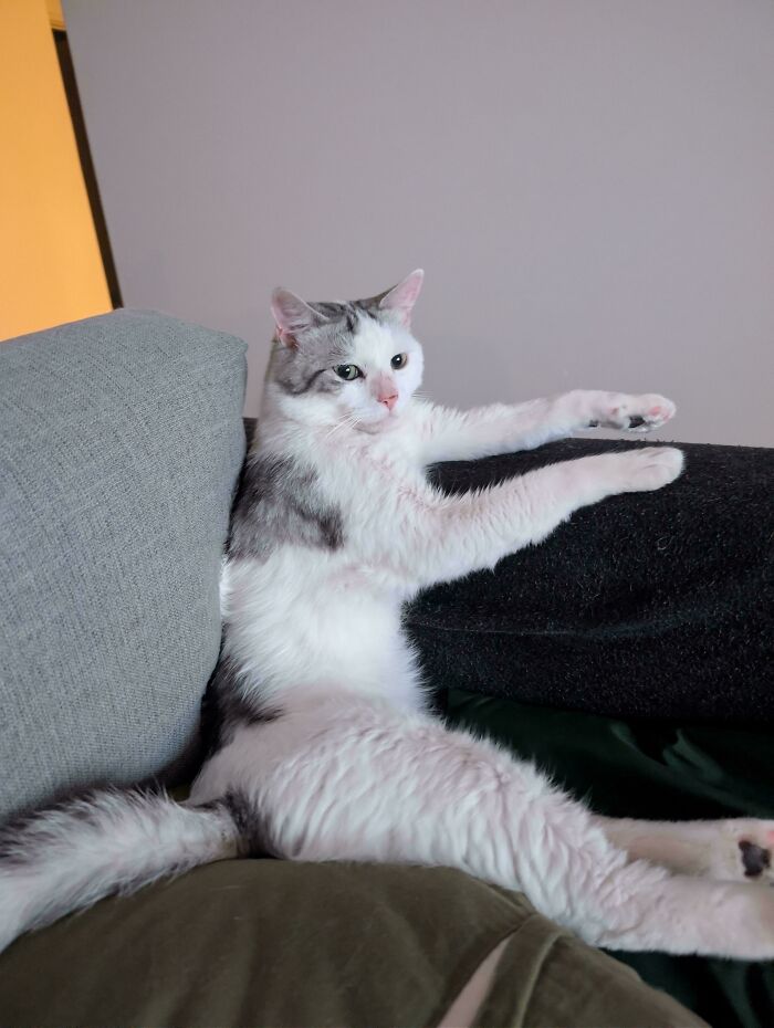 Adopted a Cat, Got a Truck-Driver Vibe Instead