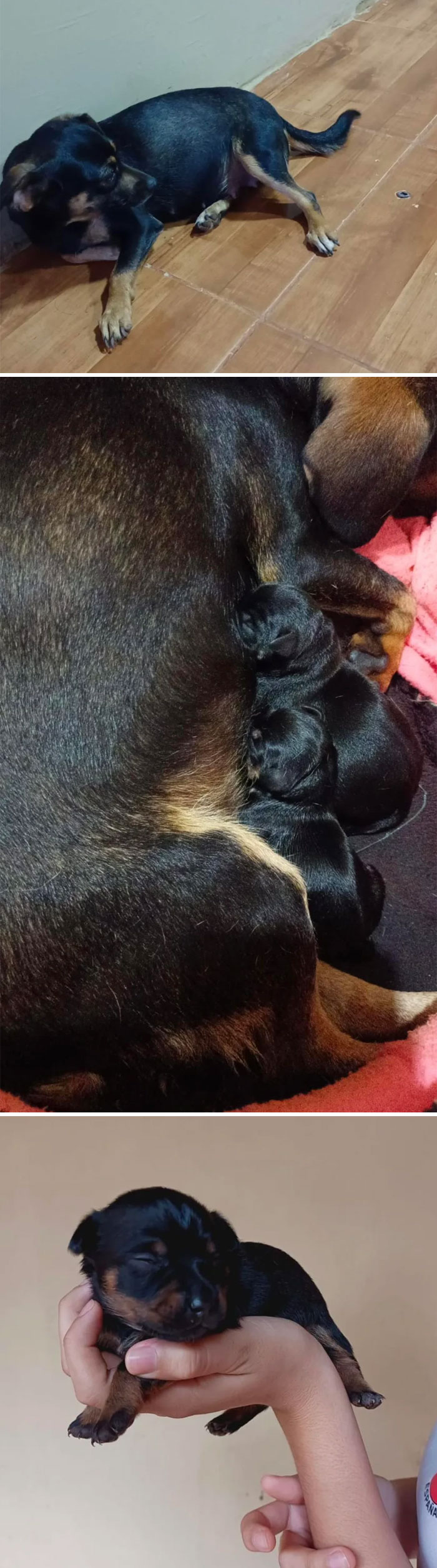 Surprise Adoption! 10 Days Later, Puppy Party Started