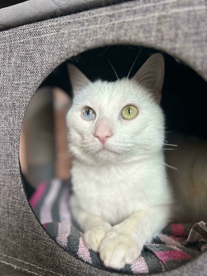 Hello to This Handsome Fella, Just Adopted