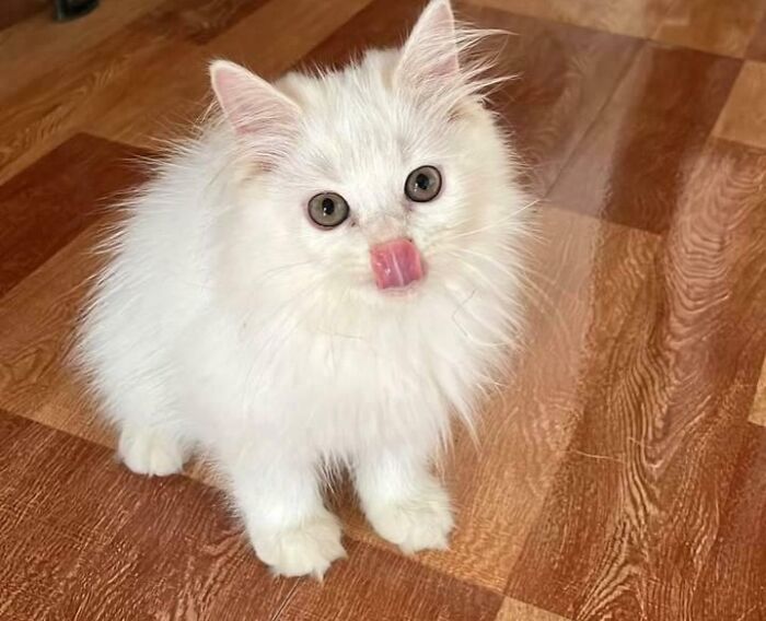 Adopted a Kitten with a Tiny Tongue That Stole My Heart
