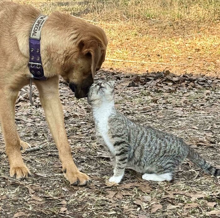 My Dog Switched Roles and Adopted a Kitten