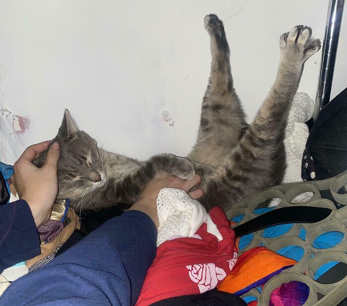 Adopted Him 3 Days Ago; Pet His Belly and He Flips Like This—Good Sign, Right?