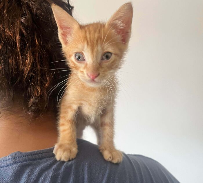 83 Adorable Rescue Pets Who Just Found Their Forever Homes (February Edition)