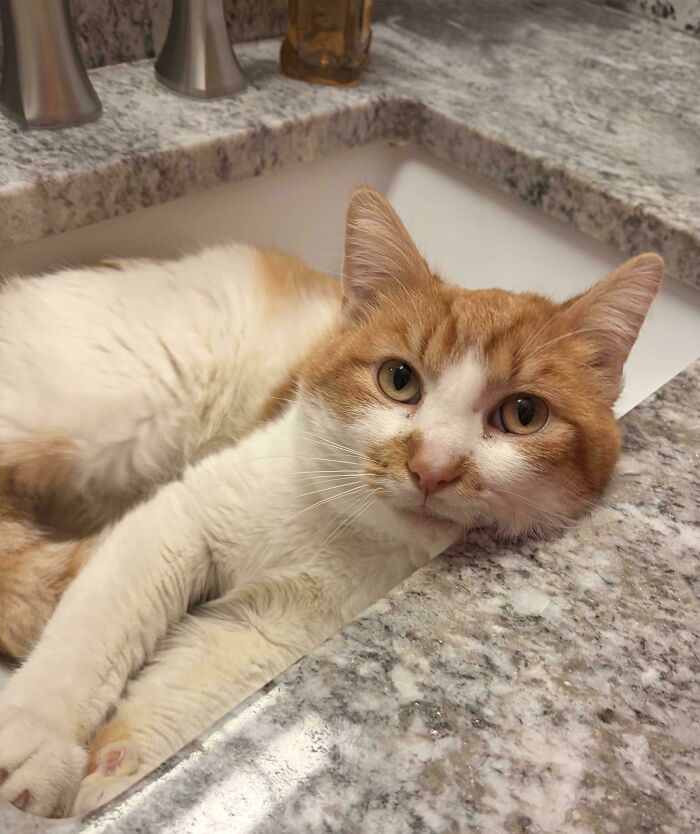 83 Adorable Rescue Pets Who Just Found Their Forever Homes (February Edition)