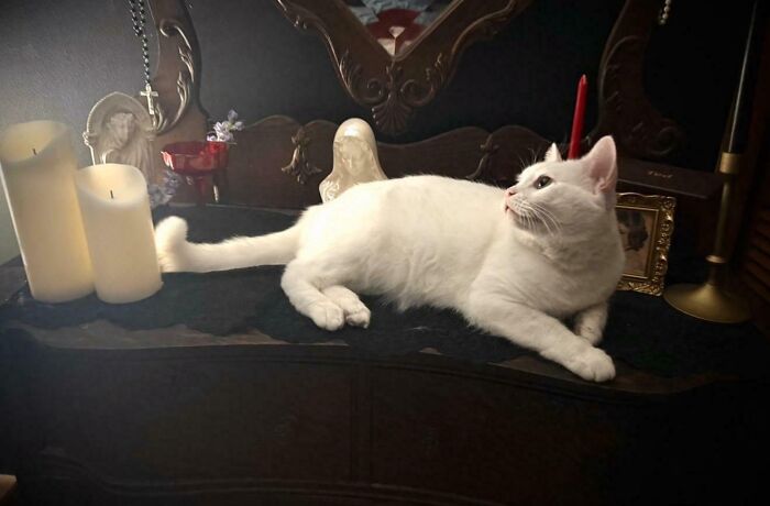 83 Adorable Rescue Pets Who Just Found Their Forever Homes (February Edition)