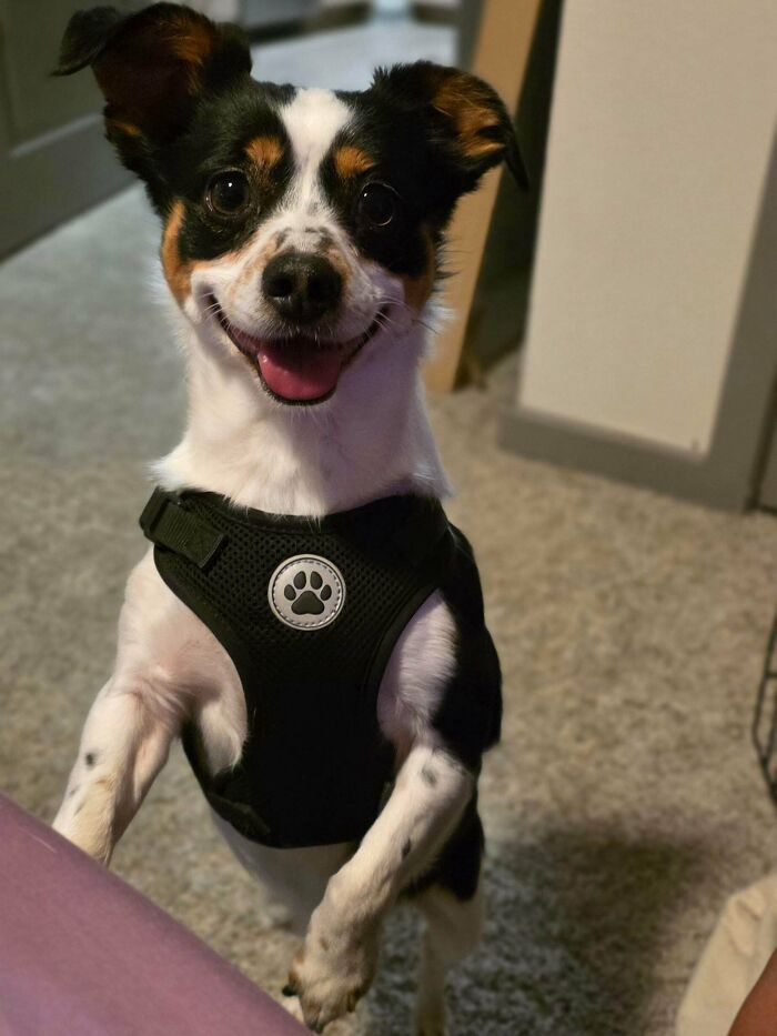 83 Adorable Rescue Pets Who Just Found Their Forever Homes (February Edition)