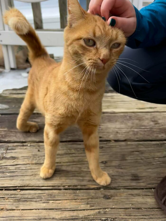 83 Adorable Rescue Pets Who Just Found Their Forever Homes (February Edition)