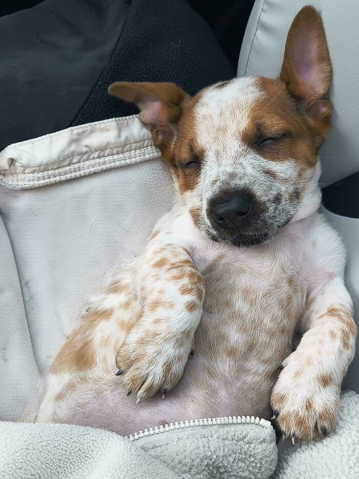 83 Adorable Rescue Pets Who Just Found Their Forever Homes (February Edition)