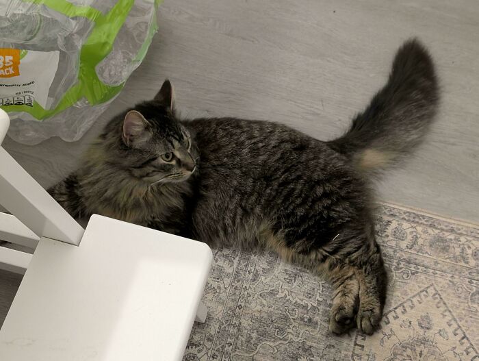 83 Adorable Rescue Pets Who Just Found Their Forever Homes (February Edition)