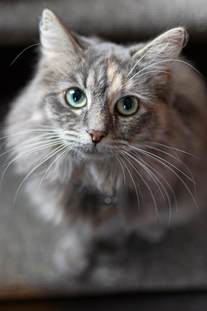 83 Adorable Rescue Pets Who Just Found Their Forever Homes (February Edition)