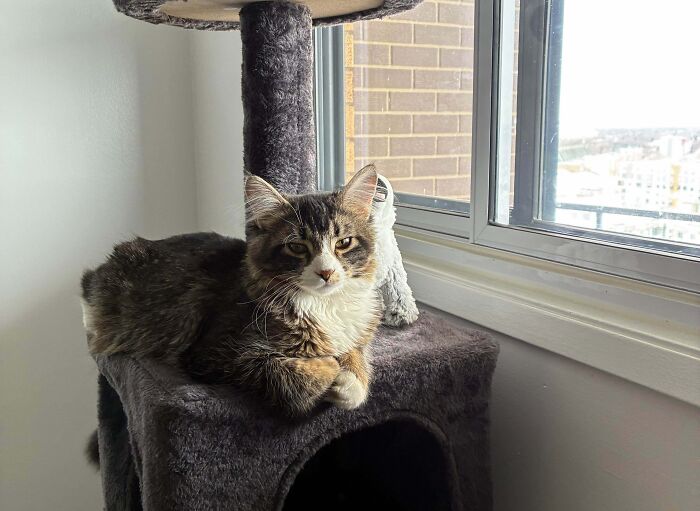 83 Adorable Rescue Pets Who Just Found Their Forever Homes (February Edition)