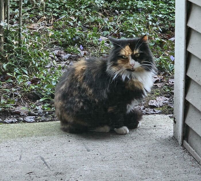 83 Adorable Rescue Pets Who Just Found Their Forever Homes (February Edition)