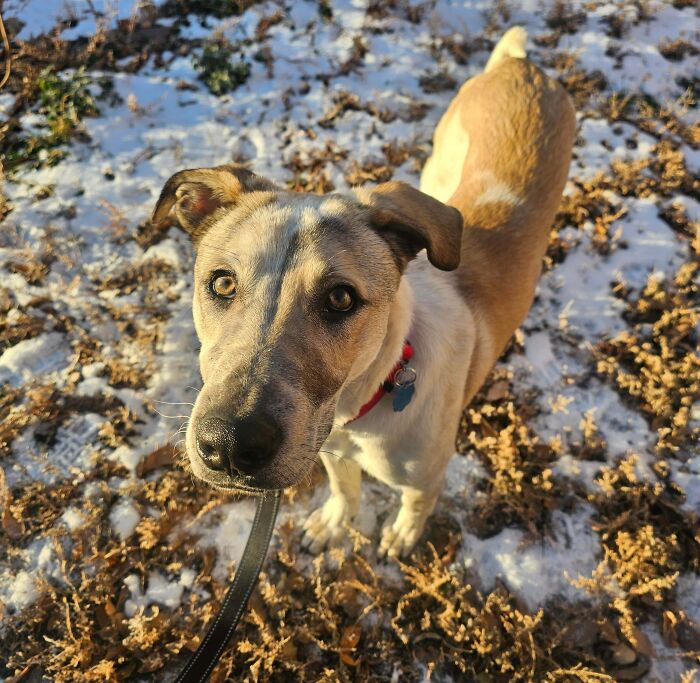 83 Adorable Rescue Pets Who Just Found Their Forever Homes (February Edition)