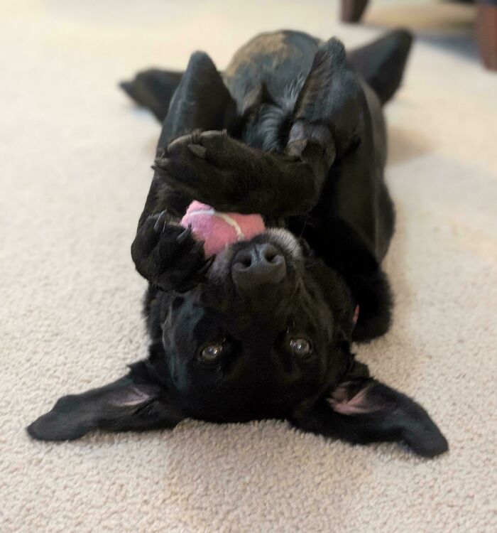 83 Adorable Rescue Pets Who Just Found Their Forever Homes (February Edition)