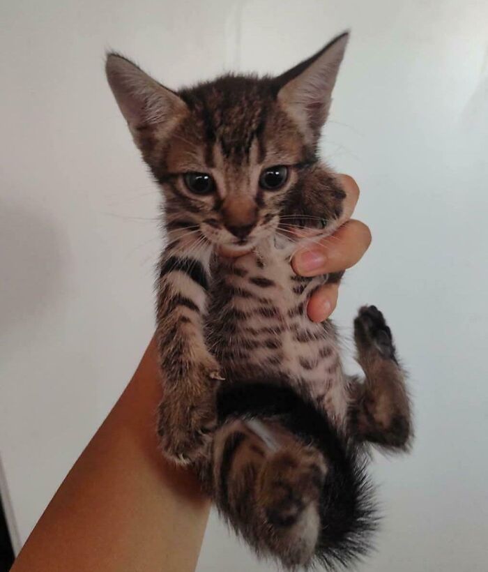 83 Adorable Rescue Pets Who Just Found Their Forever Homes (February Edition)