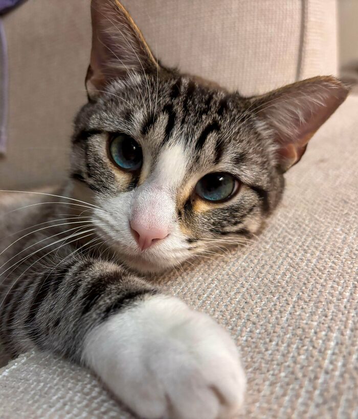 83 Adorable Rescue Pets Who Just Found Their Forever Homes (February Edition)