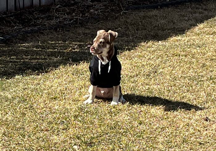 83 Adorable Rescue Pets Who Just Found Their Forever Homes (February Edition)