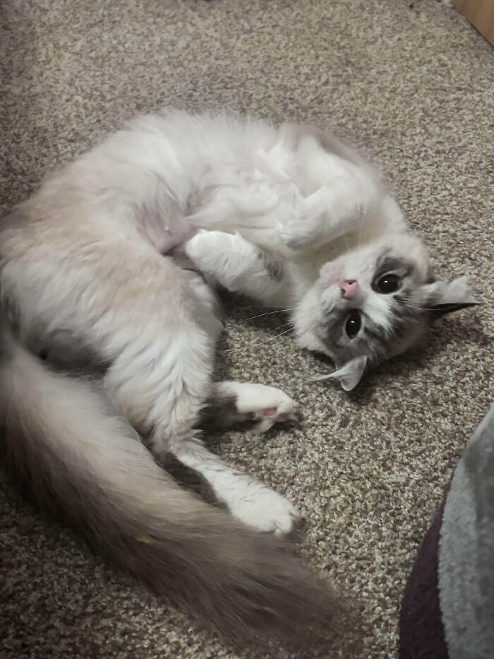 83 Adorable Rescue Pets Who Just Found Their Forever Homes (February Edition)