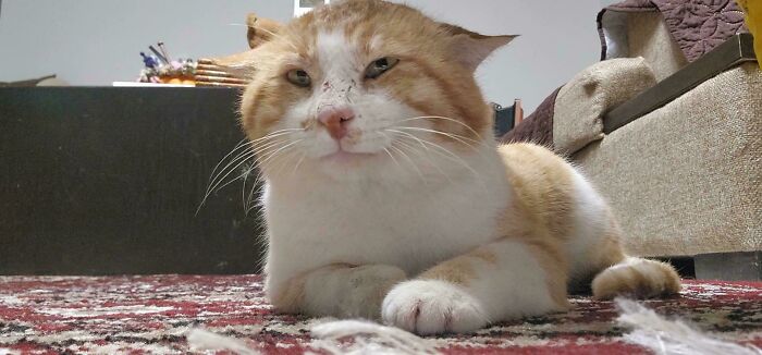 83 Adorable Rescue Pets Who Just Found Their Forever Homes (February Edition)