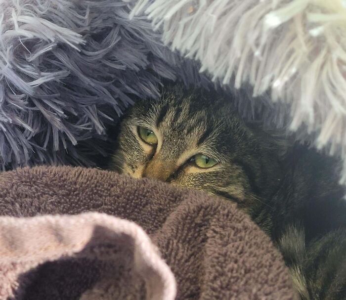 83 Adorable Rescue Pets Who Just Found Their Forever Homes (February Edition)