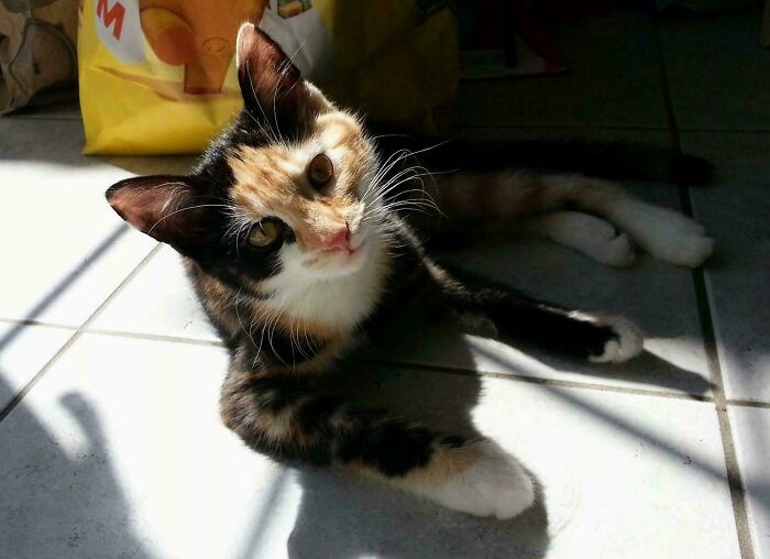 83 Adorable Rescue Pets Who Just Found Their Forever Homes (February Edition)