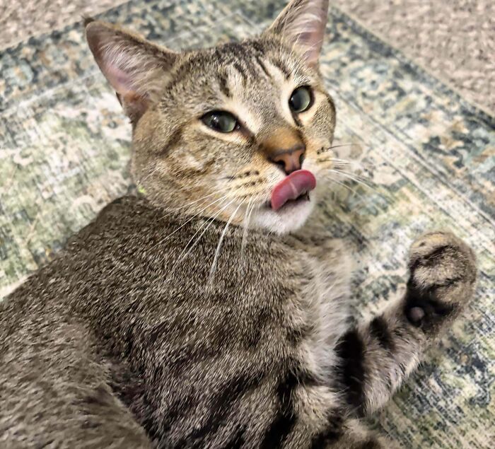 83 Adorable Rescue Pets Who Just Found Their Forever Homes (February Edition)