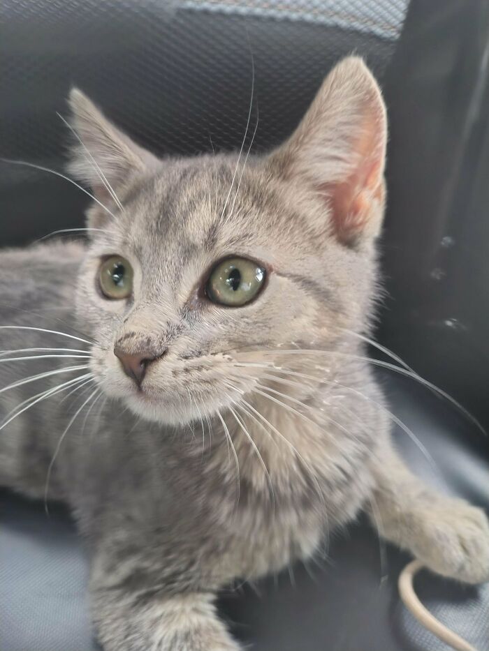 83 Adorable Rescue Pets Who Just Found Their Forever Homes (February Edition)