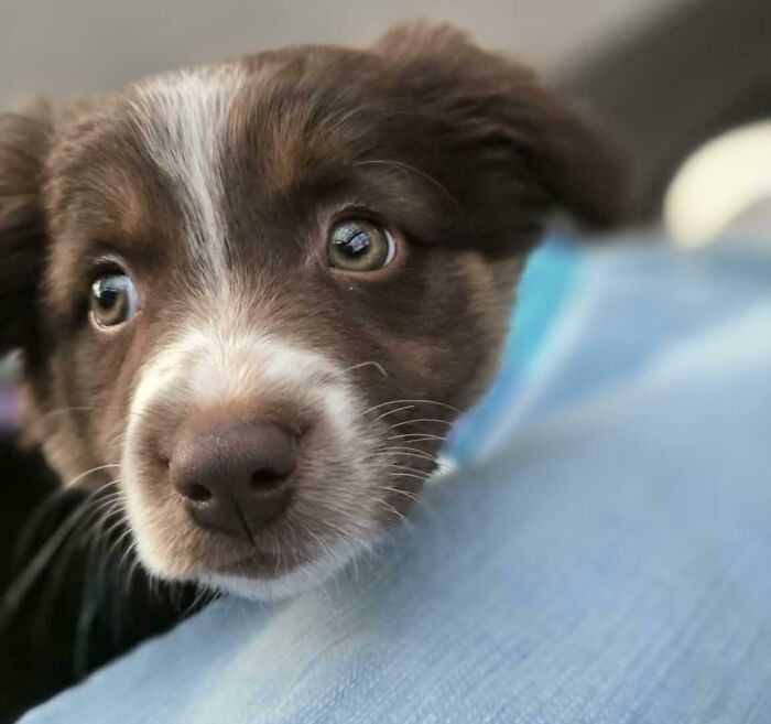 83 Adorable Rescue Pets Who Just Found Their Forever Homes (February Edition)