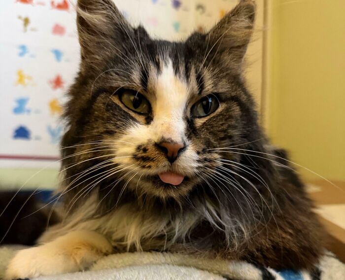 83 Adorable Rescue Pets Who Just Found Their Forever Homes (February Edition)