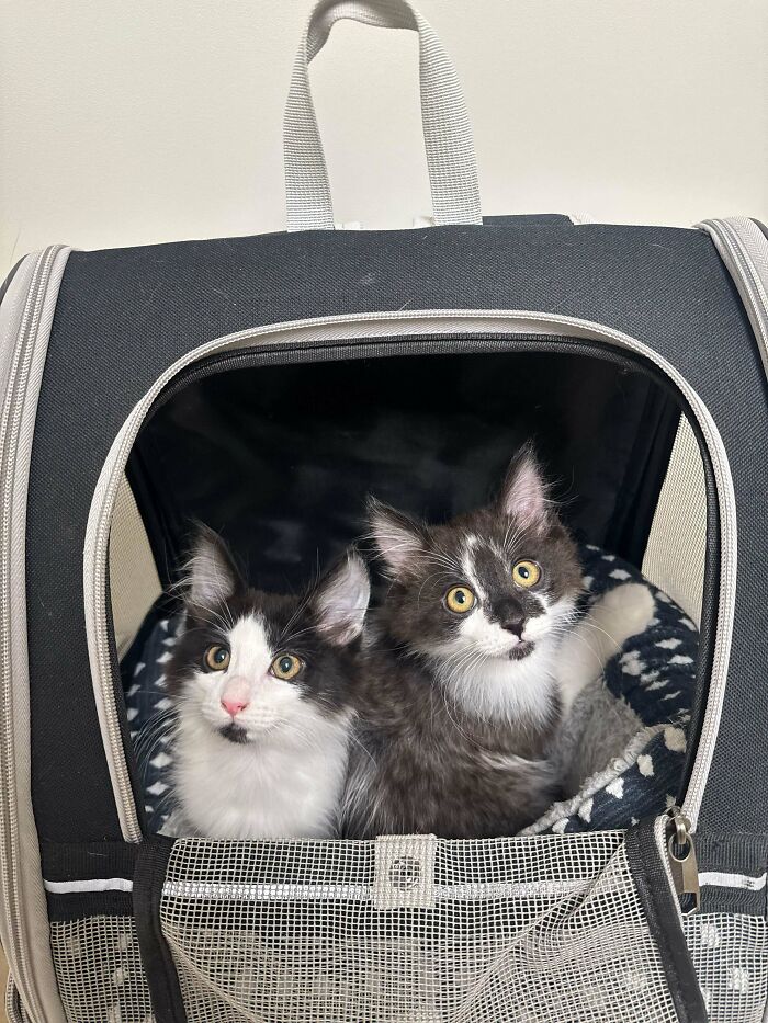 83 Adorable Rescue Pets Who Just Found Their Forever Homes (February Edition)