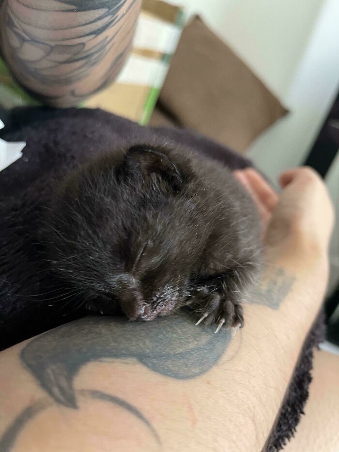 83 Adorable Rescue Pets Who Just Found Their Forever Homes (February Edition)