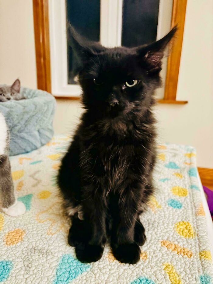 83 Adorable Rescue Pets Who Just Found Their Forever Homes (February Edition)