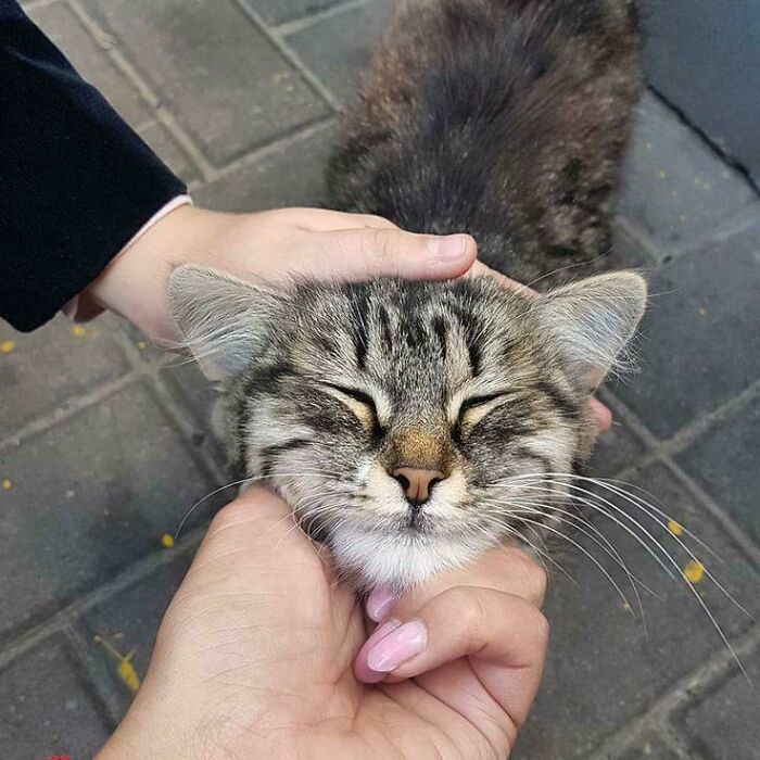 83 Adorable Rescue Pets Who Just Found Their Forever Homes (February Edition)