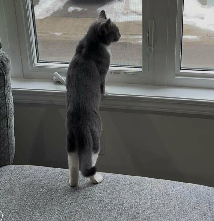 83 Adorable Rescue Pets Who Just Found Their Forever Homes (February Edition)