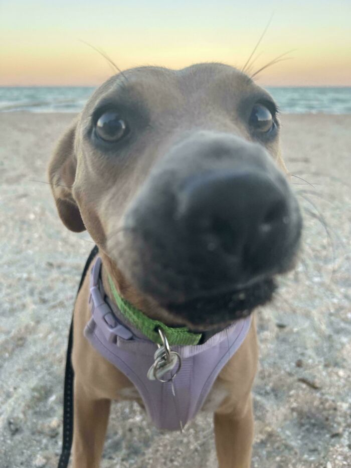 83 Adorable Rescue Pets Who Just Found Their Forever Homes (February Edition)