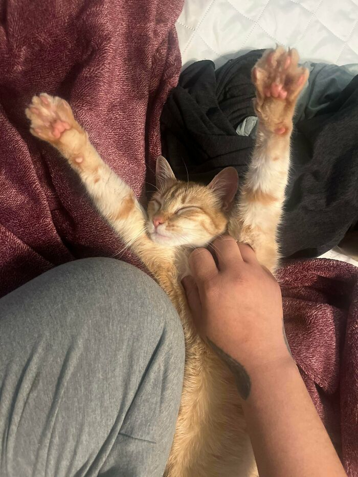 83 Adorable Rescue Pets Who Just Found Their Forever Homes (February Edition)