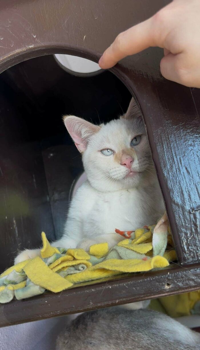 83 Adorable Rescue Pets Who Just Found Their Forever Homes (February Edition)