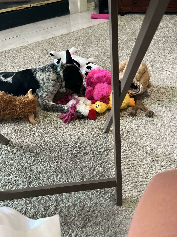 83 Adorable Rescue Pets Who Just Found Their Forever Homes (February Edition)