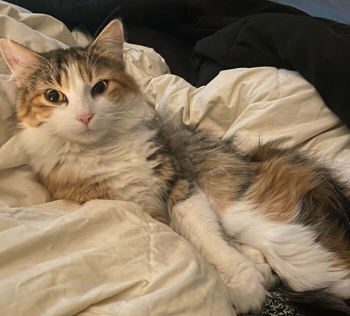 83 Adorable Rescue Pets Who Just Found Their Forever Homes (February Edition)