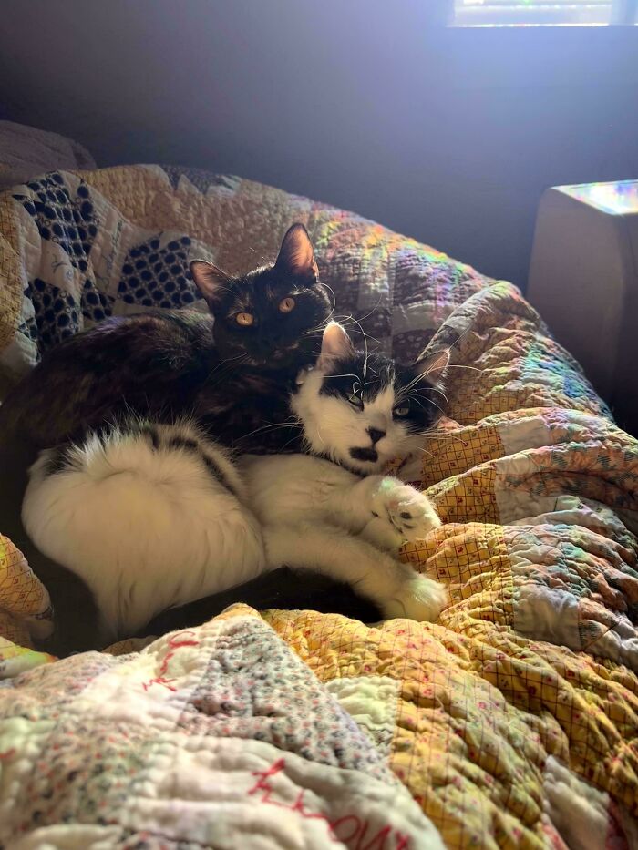 83 Adorable Rescue Pets Who Just Found Their Forever Homes (February Edition)